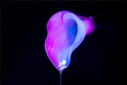 Dripping wet flower by Jim Nordheim at YARU Photography