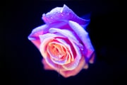 Dripping wet rose by Jim Nordheim at YARU Photography